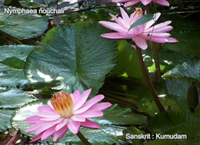 Nymphaea nouchali