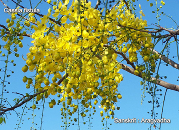 Cassia fistula