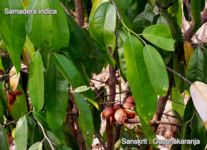Samadera indica