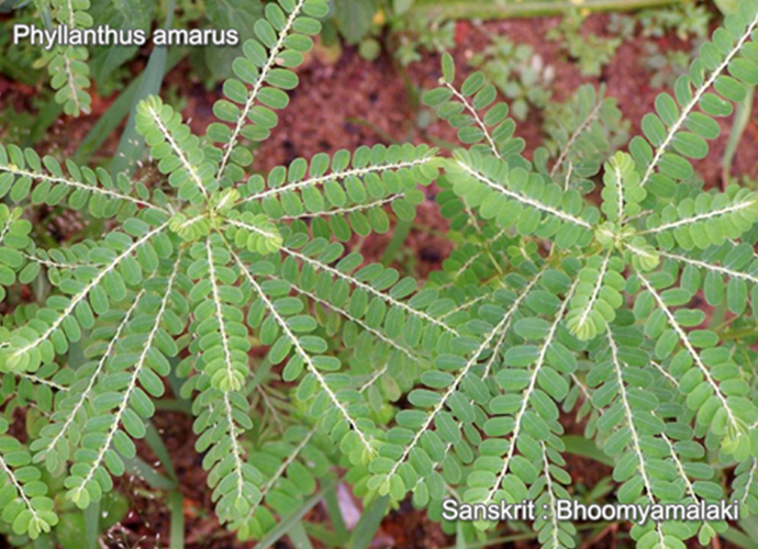 Phyllanthus amarus
