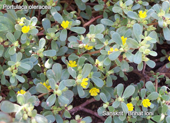 Portulaca oleracea
