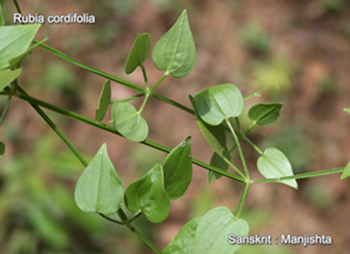 Rubia cordifolia