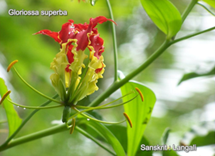 Gloriosa superba