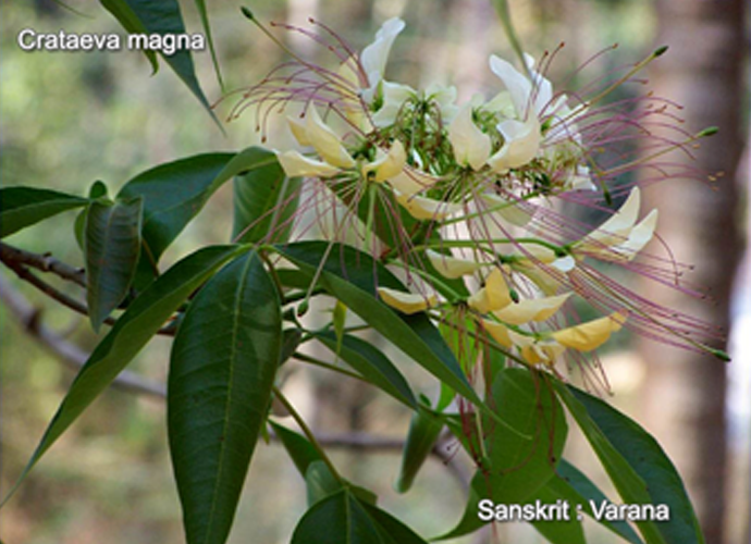 Crateva magna