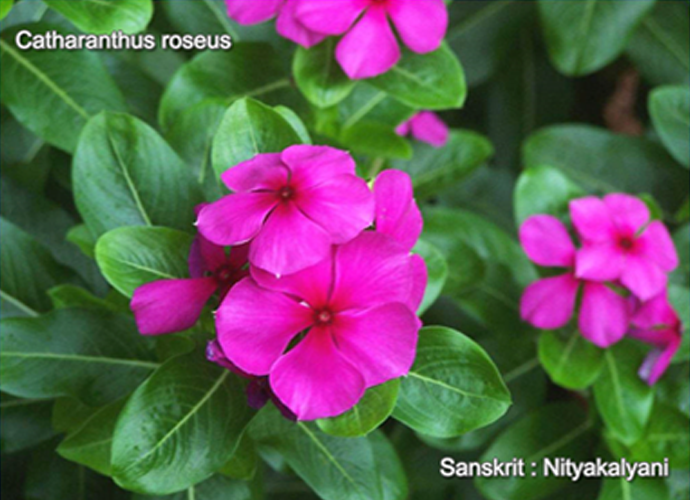 Catharanthus roseus