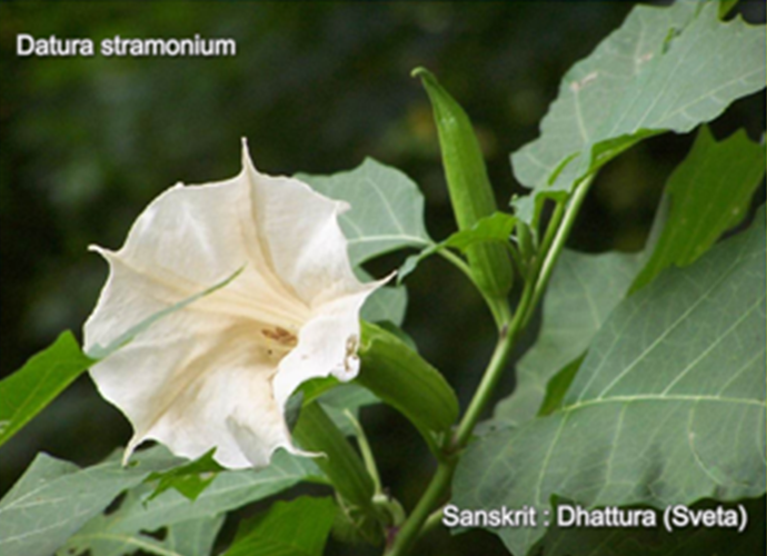 Datura metel