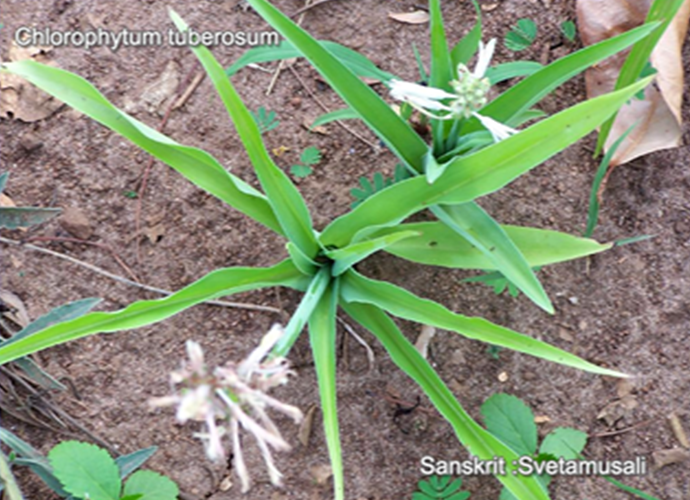 Chlorophytum tuberosum