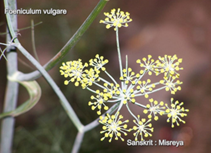 Foeniculum vulgare